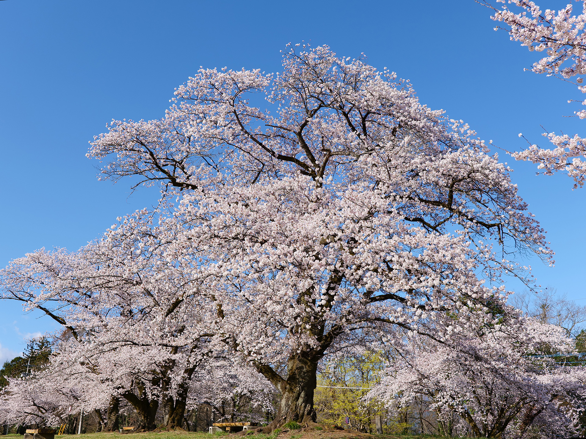 Plie Diary 19春 桜 秩父